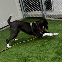 Thumbnail photo of Stanley #3