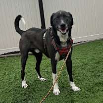 Thumbnail photo of Stanley #4