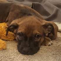 Thumbnail photo of Ozzy #2