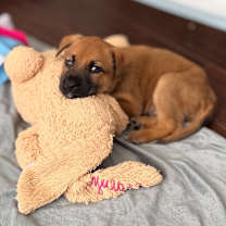 Thumbnail photo of Almond  #4