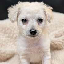 Thumbnail photo of Snowflake #3