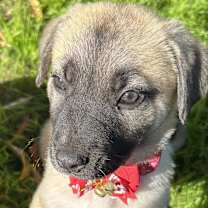 Thumbnail photo of Mavis #2