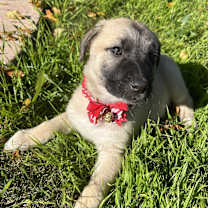 Thumbnail photo of Mavis #4