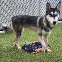 Thumbnail photo of Neptune #2