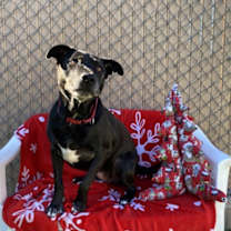 Thumbnail photo of Felicia #4