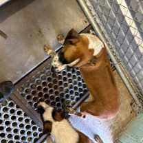 Thumbnail photo of Noel #2