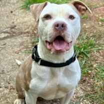 Thumbnail photo of Boxer #1