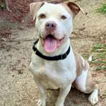 Thumbnail photo of Boxer #2