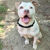 Thumbnail photo of Boxer #3