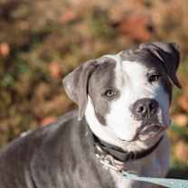 Thumbnail photo of Daisy FKA Kanga #3