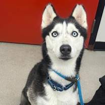 Thumbnail photo of Dutchess FKA Koko #1