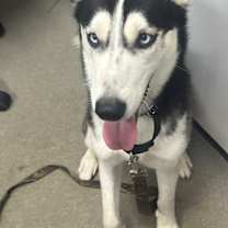 Thumbnail photo of Dutchess FKA Koko #2