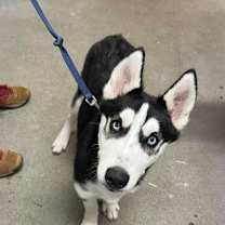 Thumbnail photo of Dutchess FKA Koko #3