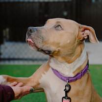 Thumbnail photo of Muffin #1