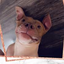 Thumbnail photo of Queen #3