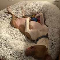 Thumbnail photo of Queen #4