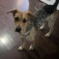 Thumbnail photo of Smokey #1