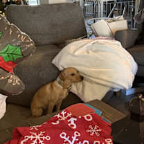 Thumbnail photo of Coco #2