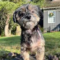 Thumbnail photo of Monty the Magnificent! #1