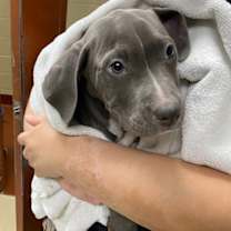 Thumbnail photo of Lucas #2