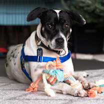 Thumbnail photo of Daisy #1