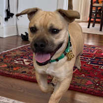 Thumbnail photo of MAXWELL #1