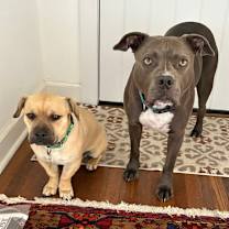 Thumbnail photo of MAXWELL #2