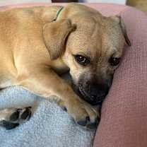 Thumbnail photo of MAXWELL #3