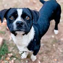 Thumbnail photo of Jett #3