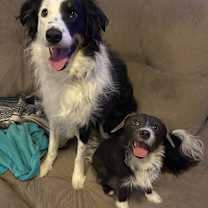 Thumbnail photo of Blueberry *adoption pending* #2