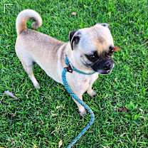 Thumbnail photo of MONTY #3