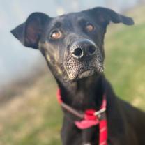 Thumbnail photo of Noel Yearling #2