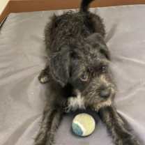 Thumbnail photo of SCRAPPY #4