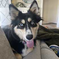 Thumbnail photo of Leia #2