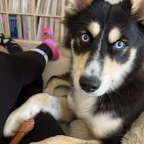 Thumbnail photo of Leia #4