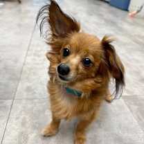 Thumbnail photo of McIntosh #1