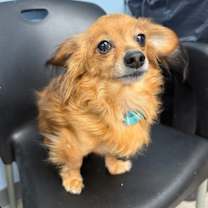 Thumbnail photo of McIntosh #2