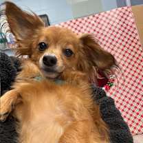 Thumbnail photo of McIntosh #3