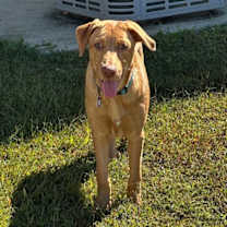 Thumbnail photo of Bailey #4