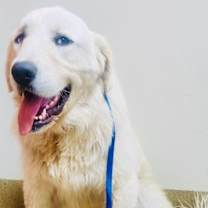 Thumbnail photo of Huxley #4