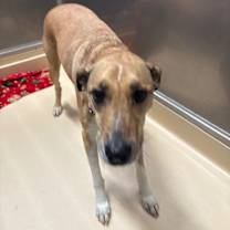 Thumbnail photo of Sasha #2