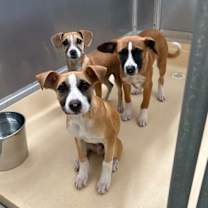 Thumbnail photo of Unknown #2