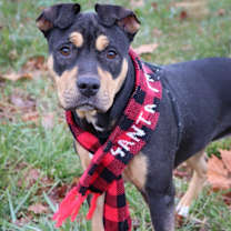 Thumbnail photo of Pickles #3