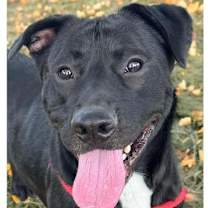 Thumbnail photo of Lenny #1