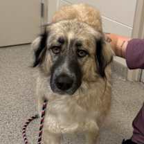 Thumbnail photo of Sheba #1