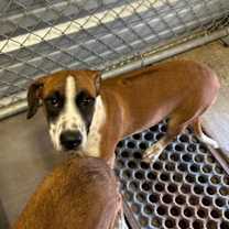 Thumbnail photo of Noel #1