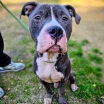 Thumbnail photo of Rex #2