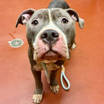 Thumbnail photo of Rex #3