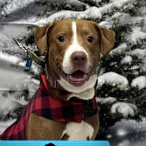 Thumbnail photo of Steve #1