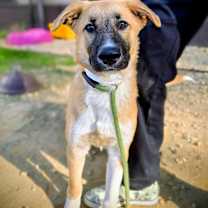 Thumbnail photo of Ozzie #2